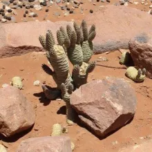 Tephrocactus articulates. Several species of alien plants in Namibia pose a threat to the natural vegetation. Mapping these species and obtaining basic information on them is a first step in assessing the level of threat and how best to tackle the problem. Photo: Coleen Mannheimer