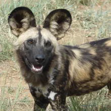 Wild dog. While some species of Namibia's carnivores are relatively well known in terms of their distribution in Namibia, many are not. Contribute to the carnivore atlas and assist in assessing current distributions. Photo: Sasha Jarvis
