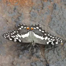 Citrus Swallowtail. Butterflies are poorly known in Namibia. Get involved with this new initiative to compile basic distribution data for Namibia's butterflies.  Photo: John Irish