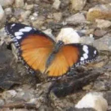 Diadem. Butterflies are poorly known in Namibia. Get involved with this new initiative to compile basic distribution data for Namibia's butterflies. Photo: Alice Jarvis