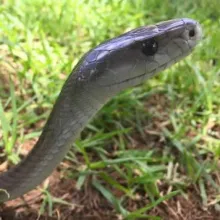 Black mamba. Our snakes are poorly known and widely feared. Contribute to the snake atlas and assist in assessing current distributions. Photo: Francois Theart