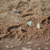 Catopsilia florella | Migrant, African