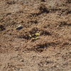 Junonia hierta | Pansy, Yellow