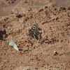 Papilio demodocus | Swallowtail, Citrus