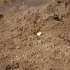 Eurema brigitta | Grass Yellow, Broad-bordered