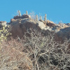 Euphorbia virosa