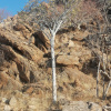 Boscia tomentosa