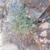 Dyerophytum africanum