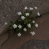 Jamesbrittenia megadenia