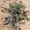 Petalidium setosum