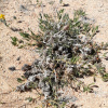 Petalidium setosum