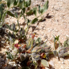 Petalidium setosum