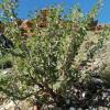 Sarcocaulon patersonii