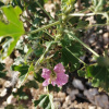 Sarcocaulon patersonii