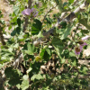 Sarcocaulon patersonii