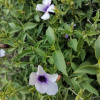 Barleria lancifolia Barleria lancifolia